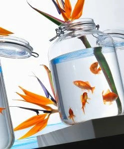 Bormioli Rocco 4.67L Swing Top Fido Glass Jar -Glassware & Drinkware Shop 149270mrf121990 3