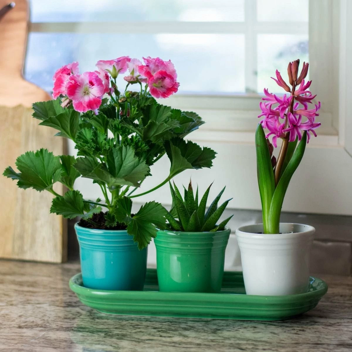 Fiesta® Windowsill Garden Set | Cool 6 Fiesta® Windowsill Garden Set | Cool - Image 4