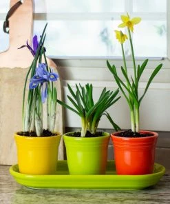 Fiesta® Windowsill Garden Set | Bright -Glassware & Drinkware Shop ekbhlcwsillbright style1
